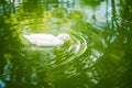 Duck plunging into water