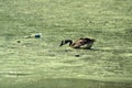 Duck in Pollution