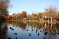 Duck Pond Royalty Free Stock Photo