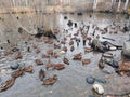 Duck pond. Autumn pond with a lot of colorful ducks Royalty Free Stock Photo