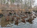 Duck pond. Autumn pond with a lot of colorful ducks Royalty Free Stock Photo
