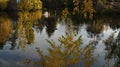 Duck in the pond in autumn