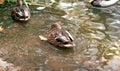 Duck in the pond