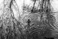 A duck in a pond with beautiful textures created by tree reflections and water ripples Royalty Free Stock Photo