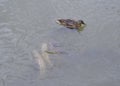 Duck on a pond with big carp fishes Royalty Free Stock Photo