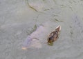 Duck on a pond with big carp fishes Royalty Free Stock Photo