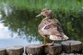 Duck by pond at the Botanic Garden of the Jagiellonian University, Krakow, Poland. Royalty Free Stock Photo