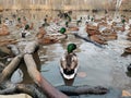 Duck pond with a bright duck in the foreground. Autumn pond with lots of colorful ducks Royalty Free Stock Photo