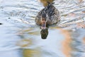 Duck in a pond Royalty Free Stock Photo