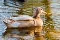 Duck in a pond Royalty Free Stock Photo