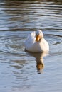 Duck in a pond Royalty Free Stock Photo