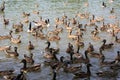 Duck pond Royalty Free Stock Photo