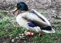 Duck By Pond Royalty Free Stock Photo
