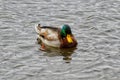 Duck By Pond Royalty Free Stock Photo