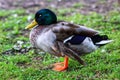 Duck By Pond Royalty Free Stock Photo