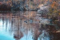 Duck on a pond during the fall Royalty Free Stock Photo