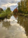 Duck in a pond during fall season in a park in Helsinki called Pikku Huopalahden puisto Royalty Free Stock Photo