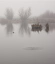 Duck pond on a foggy day