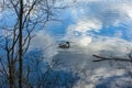 Duck on the pond in Izmailovo, Moscow, Russia Royalty Free Stock Photo