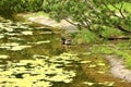 Duck in the pond in Japanese style garden Royalty Free Stock Photo