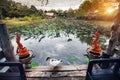 Duck and pond with lotus in Thailand Royalty Free Stock Photo