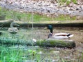 Male and female mallard duck swimming on a pond with green water while looking for food Royalty Free Stock Photo