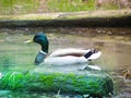 Male and female mallard duck swimming on a pond with green water while looking for food Royalty Free Stock Photo