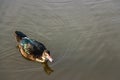 Duck on pond in nature at sunrise