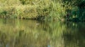 Duck On Pond