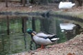 Duck in the pond - Portugal Royalty Free Stock Photo