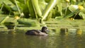 Duck on pond, relaxing in sunny day