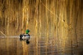 Duck on pond summer spring reflections reeds movement swimming Royalty Free Stock Photo