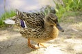 Duck Portrait