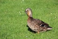 Duck portrait Royalty Free Stock Photo