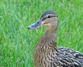 Duck portrait on the grass Royalty Free Stock Photo