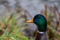 Duck portrait in grass Royalty Free Stock Photo
