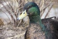 Duck portrait. Wild bird eyes. A beautiful animal Royalty Free Stock Photo