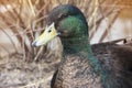 Duck portrait. Wild bird eyes. A beautiful animal Royalty Free Stock Photo