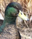 Duck portrait. Wild bird eyes. A beautiful animal Royalty Free Stock Photo