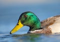 Duck on Portre Royalty Free Stock Photo