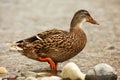 Duck posing in front of photographer