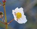 Duck Potato flower (Broadleaf arrowhead) Royalty Free Stock Photo