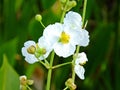 Duck-Potato Flower Sagittaria latifolia Royalty Free Stock Photo