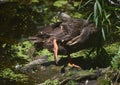 Duck Preening Feathers on His Underside Near a Pond