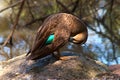 A duck preening by a pond.