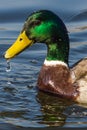 Duck Royalty Free Stock Photo