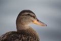 Duck Profile Royalty Free Stock Photo