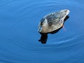 Duck on pure blue water