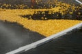 Start of a rubber duck toy race Royalty Free Stock Photo