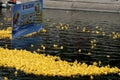 Start of a rubber duck toy race Royalty Free Stock Photo
